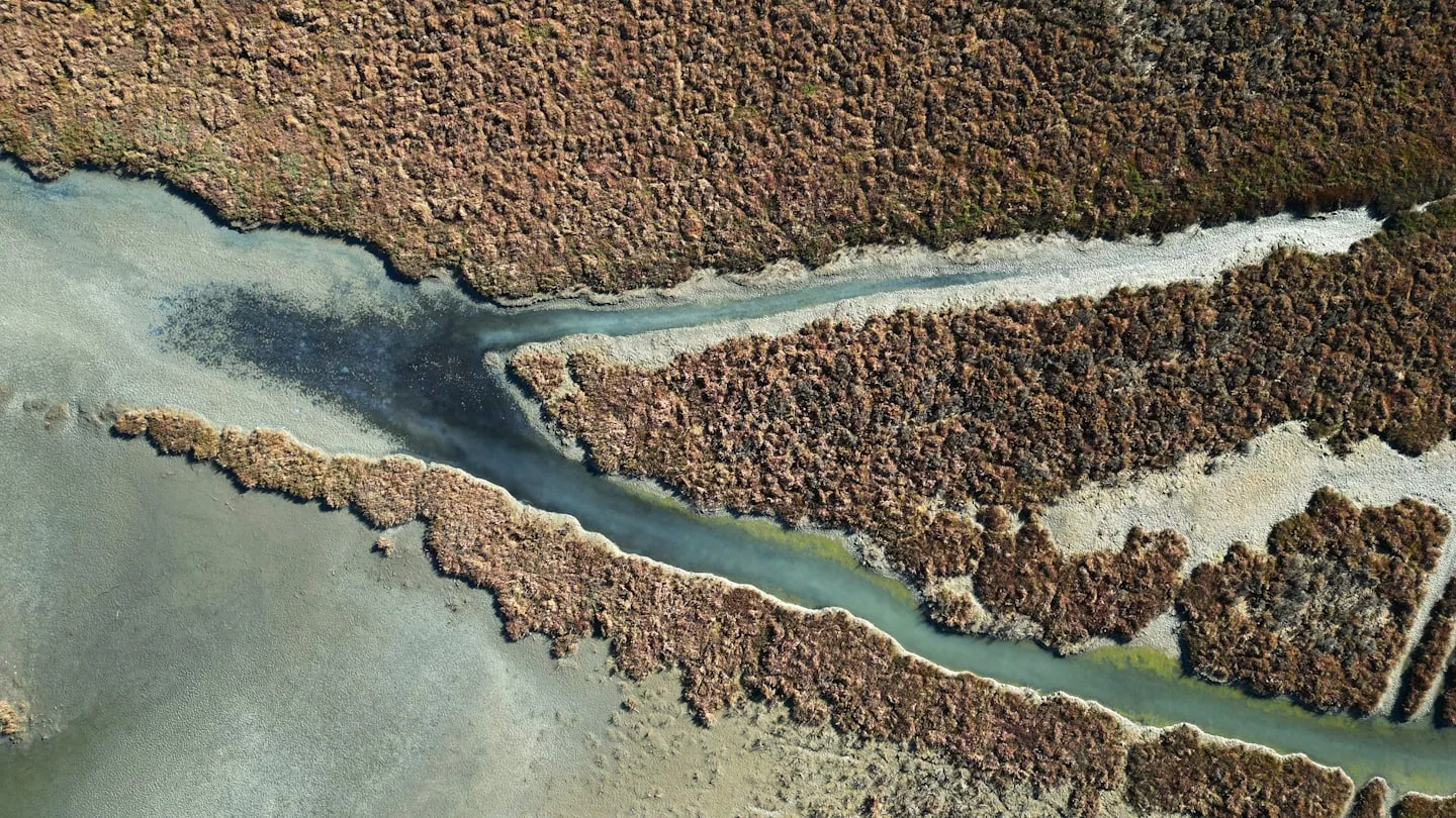 Top-down aerial of tidal channels threading a sage-green salt marsh