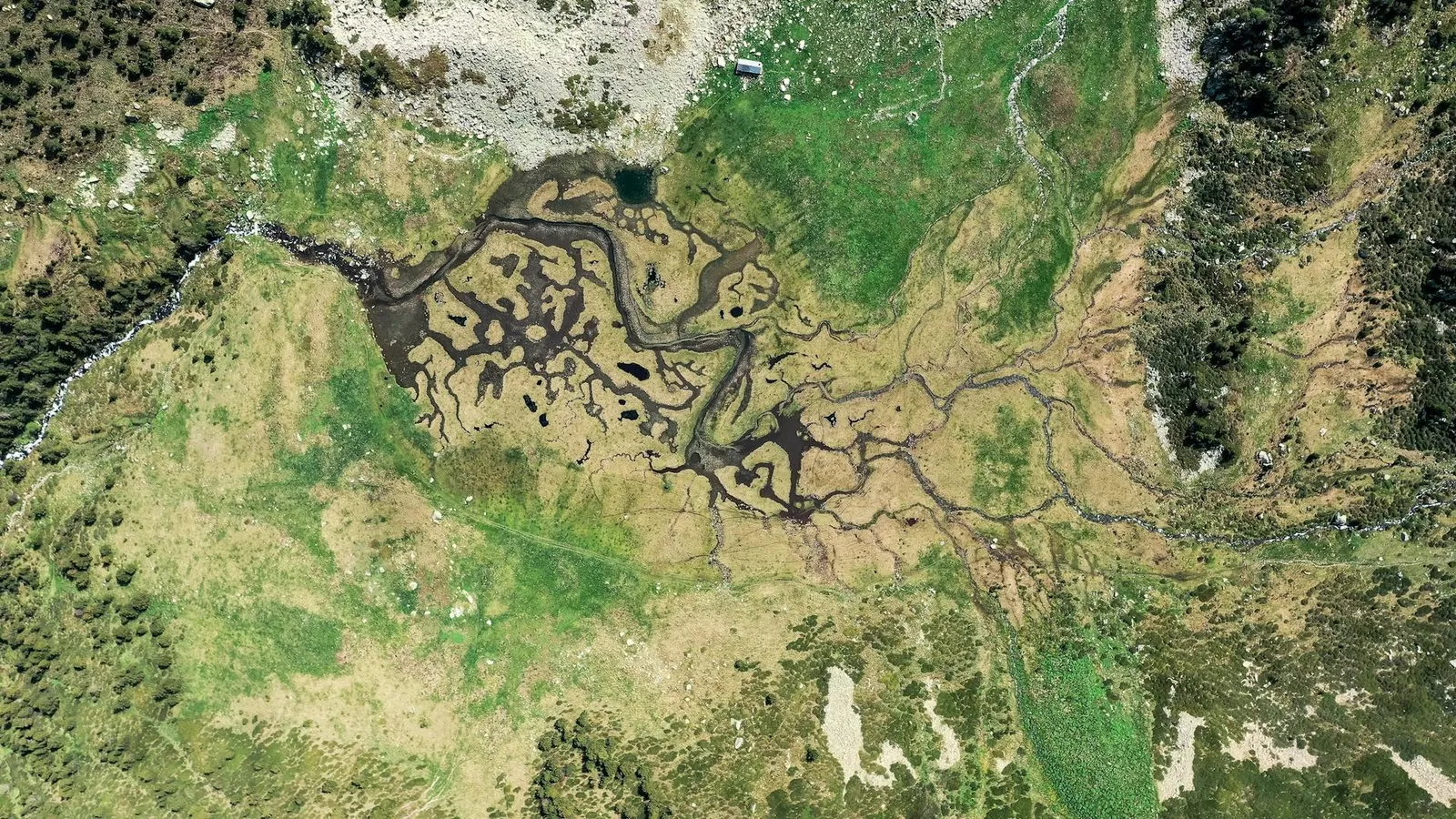 Aerial view of braided river channels threading an alpine meadow